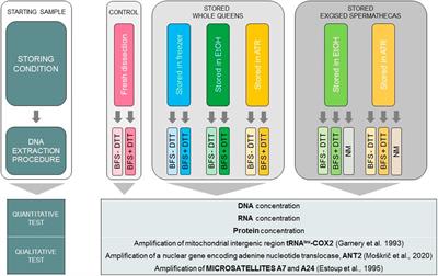 Cutting corners: The impact of storage and DNA extraction on quality and quantity of DNA in honeybee (Apis mellifera) spermatheca